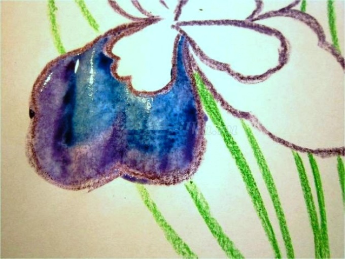 Iris flower: drawing with a pencil and watercolor