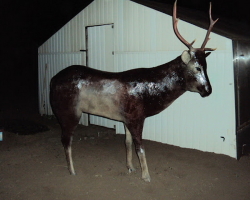 How to make a deer for the New Year with your own hands from different materials?