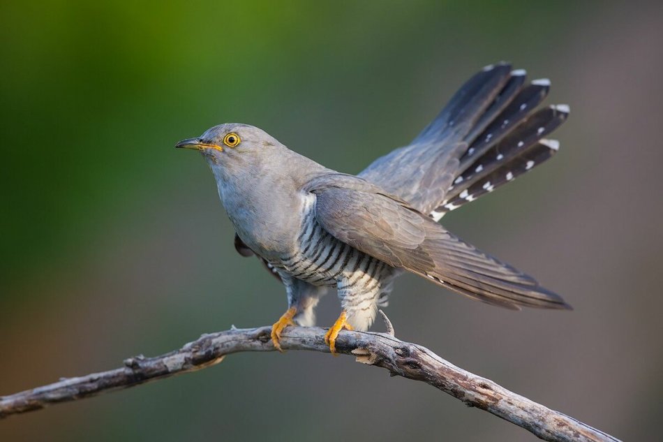Cuckoo - seekor burung yang bersalah dan garpu rumput untuk pemberitahuan