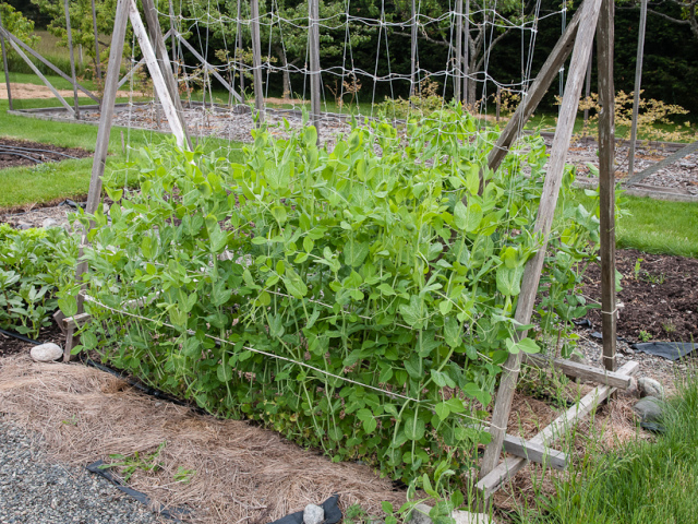 Proper planting peas in the spring for seedlings, in open ground: terms, schemes, preparation. Peas - varieties for landing: List of the best