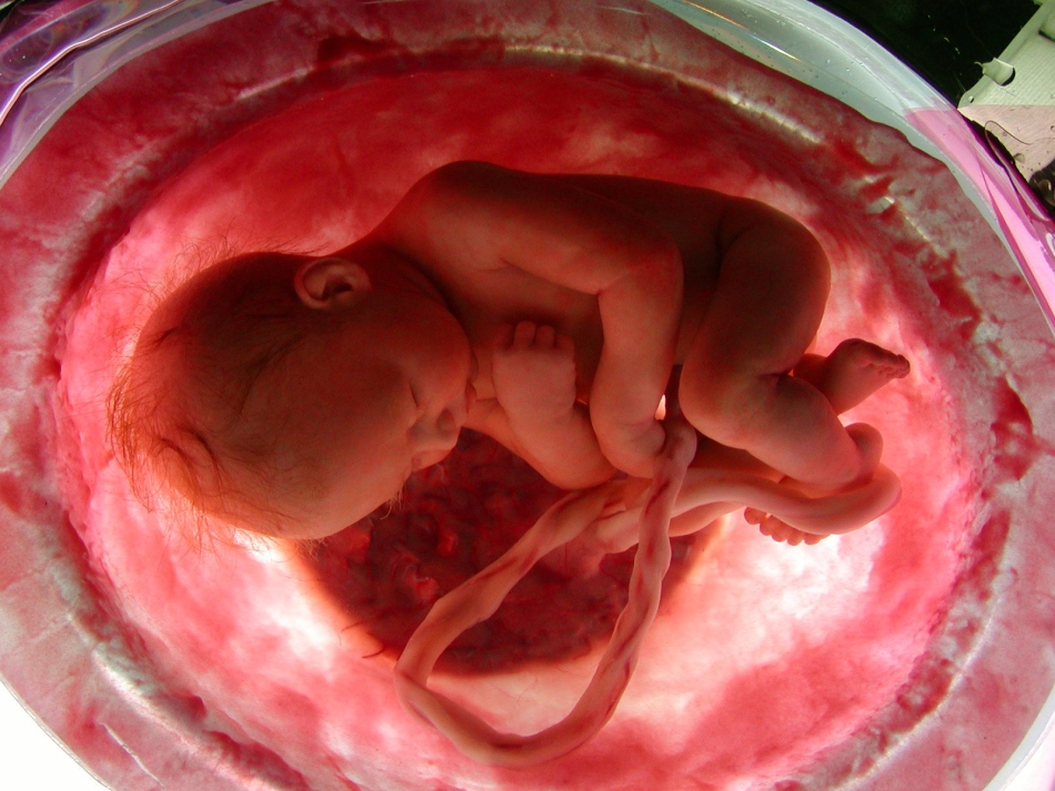 Les oméga PNSK - 3 sont nécessaires pour la formation et le développement normaux de tous les organes et systèmes du fœtus.