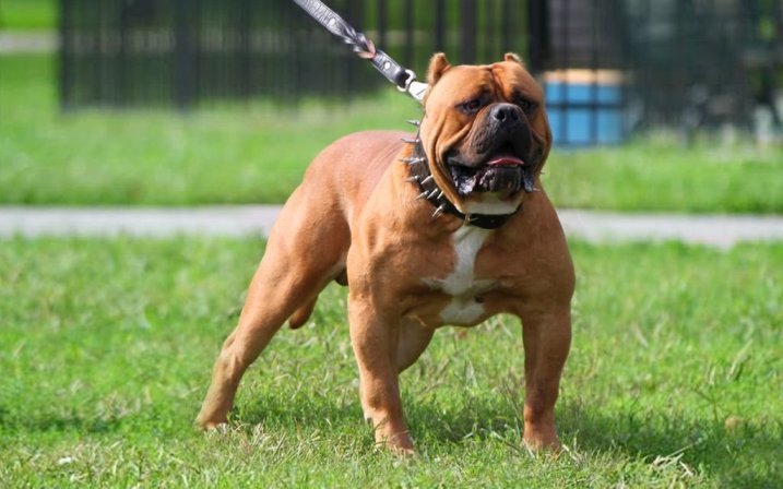 American Bandog: Inteligentné a oddané plemeno psov