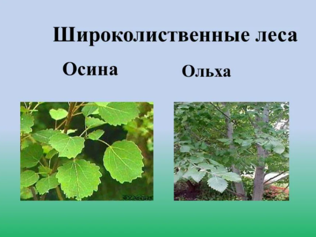 Cara membedakan aspen dari alder: di musim semi, di bagasi, daun, kulit kayu, buah -buahan, kayu