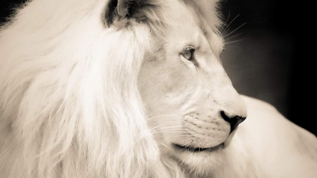 Le Lion blanc dans un rêve est un signe favorable.