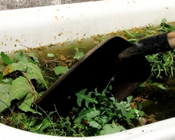 Cara membuat tingtur dari gulma untuk menyemprotkan tanaman yang digunakan sebagai pupuk untuk menarik cacing hujan: resep