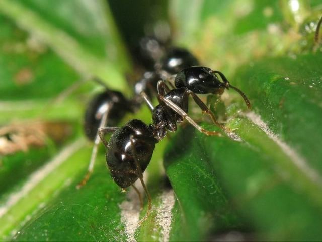 Interprétation de rêve - ANTES: Quelles sont les fourmis dans un rêve dans une maison, un appartement, sur votre corps, les jambes, dans ma tête, mes cheveux, beaucoup, en grand nombre? Pourquoi le rouge, noir, rouge, grand, petit, volant, mordant les fourmis? Pourquoi une fourmilière rêve-t-elle avec des fourmis?