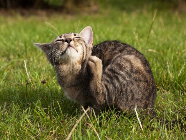 Ali lahko mačke bolhe gredo na osebo? Ali so mačje bolhe nevarne za človeka ali ne?