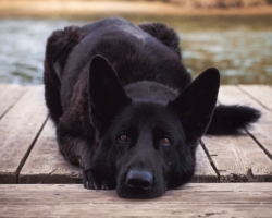 ¿Por qué un perro de perro negro Dreaming: Interpretación en diferentes libros de sueños?