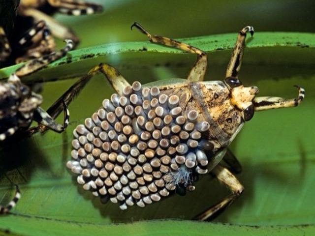 Egy halálos mérgező rovar, hasonlóan a sündisznóhoz: igaz, hogy leírásként létezik, fotó, fotó