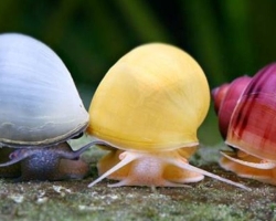 What can you eat home snails than feed snails at home in winter and summer?