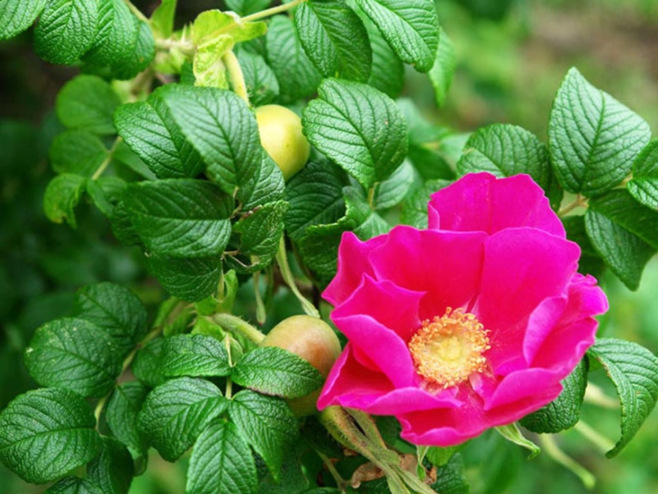 Rosehip med dojenjem