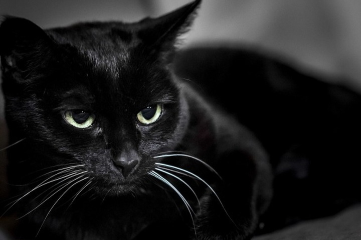 К чему снится черная кошка девушке, женщине, мужчине?