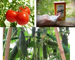 Soda alimentaire pour nourrir et pulvériser des concombres, des tomates dans le jardin: conseils pour les résidents d'été. Quel est le soda alimentaire utile pour les concombres et les tomates et pourquoi en ont-ils besoin? Comment pulvériser et arroser les concombres et les tomates avec du bicarbonate de soude?