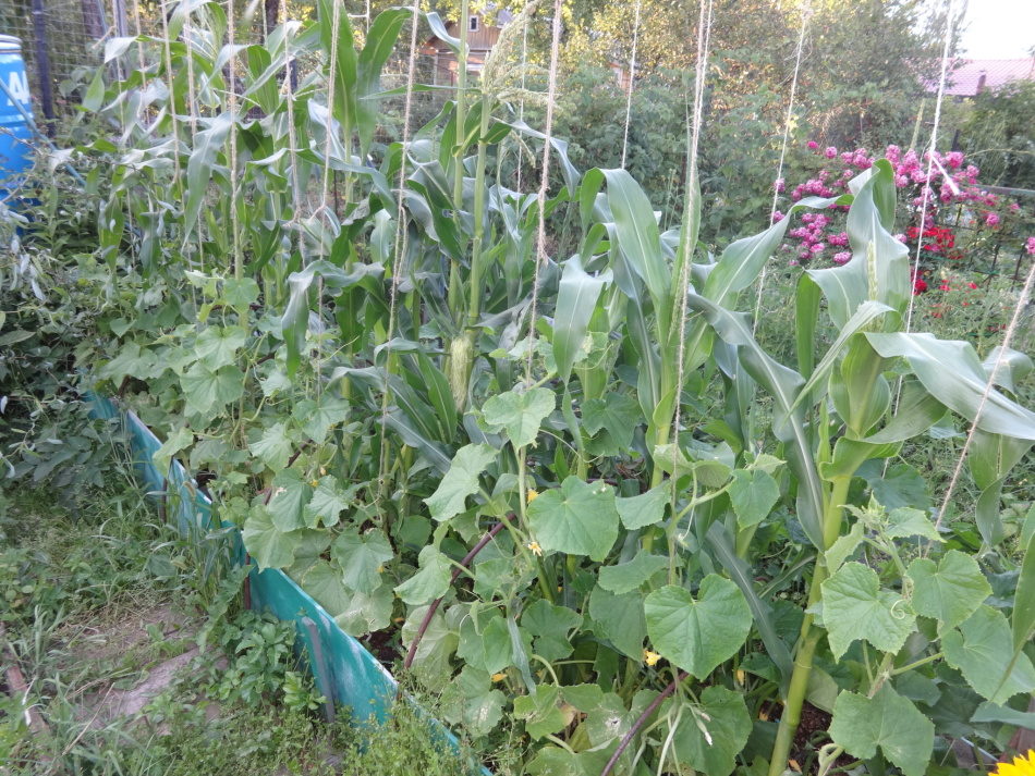 Интересное соседство огурцов и кукурузы