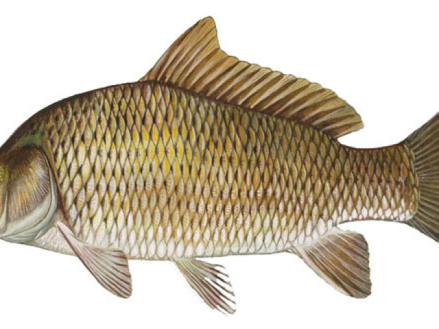 How to distinguish carp from crucian carp in appearance: distinguishing features. Why is carp and crucian carp often confused?