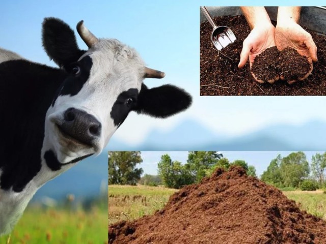Vrste gnoja in njegova korist za različne rastline. Kako nanesti gnoj za hranjenje deželskih pridelkov spomladi in jesen: Opis