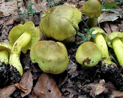 Gröna svampar, Zelenushki: recept för rätter och tomma för vintern. De bästa recepten för läckra inlagda och konserverade gröna svampar för vintern. Hur och hur mycket ska man laga och steka Greenfits?