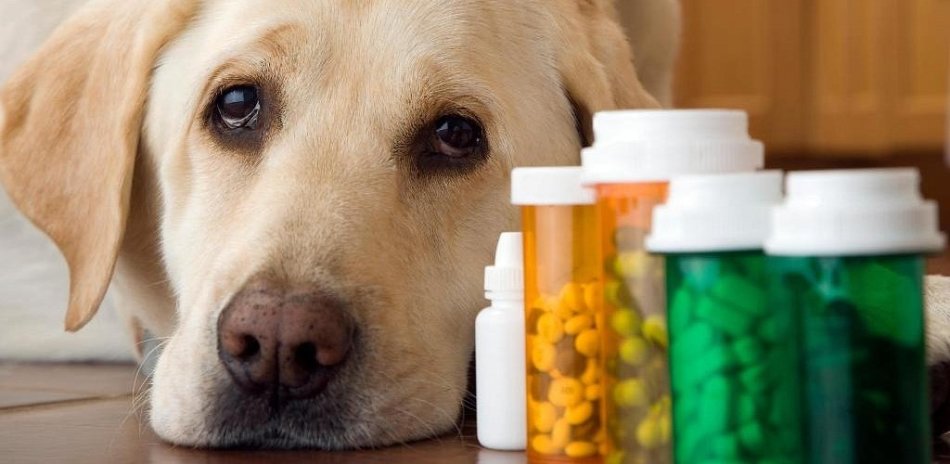 Medicines for the pet