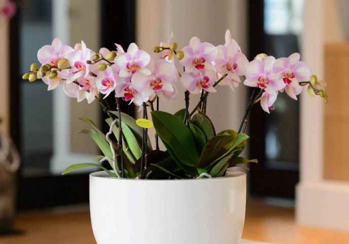 Можно ли держать в доме орхидею: приметы и суеверия, энергетика. Что приносит в дом белая, розовая, фиолетовая, желтая, зеленая, оранжевая, красная орхидея?