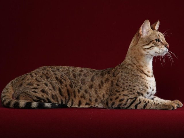 Кошка Саванна, Сервал: «мини-гепард» в доме