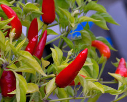 Is it possible to plant sharp pepper next to tomatoes, cucumbers, eggplant? What can be planted next to sharp pepper?