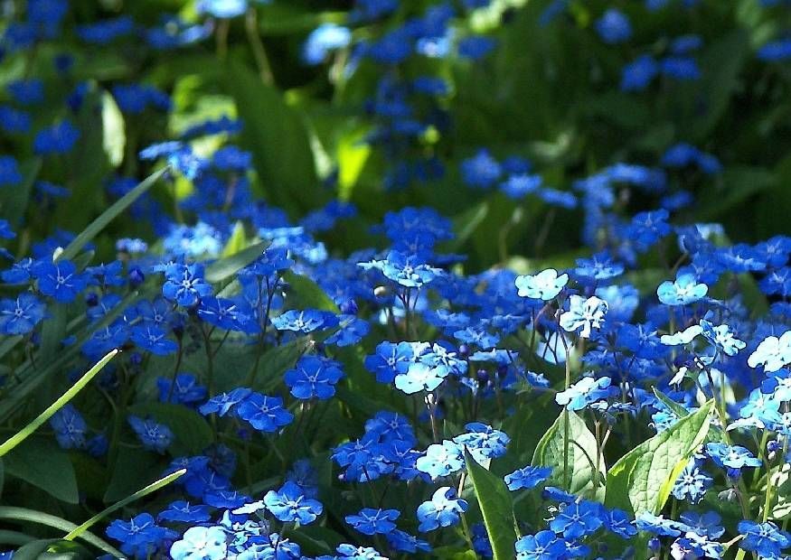 Весенний синий цветок