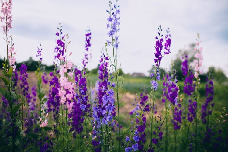 Une variété de couleurs