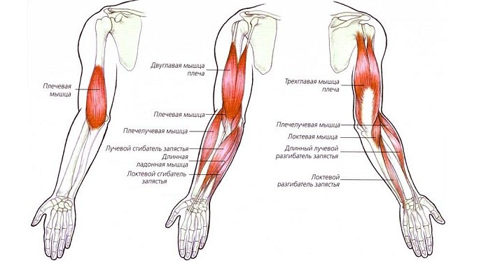 La articulación del codo