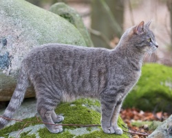 Серый или пепельный кот или кошка в доме: народные приметы и суеверия. Что делать с найденным серым или пепельным котенком: оставить или нет?