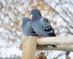 Signes et superstitions sur le pigeon des oiseaux dans la rue: Description. Signe, si vous entendez les pigeons sur le toit de la maison, sur l'arbre, sous la fenêtre, voir quelques pigeons, comment les pigeons s'embrassent dans la rue, mec, comme une colombe traverse la route, s'écrase sur une personne: Description