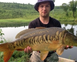 What is the difference between mirror carp and usual?