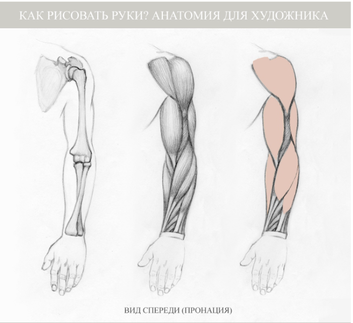 Как рисовать мышцы рук