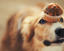 Anjing tidak makan apa pun: gejala yang mengganggu dan penyebab kurangnya nafsu makan. Cara meningkatkan nafsu makan di anjing: tips