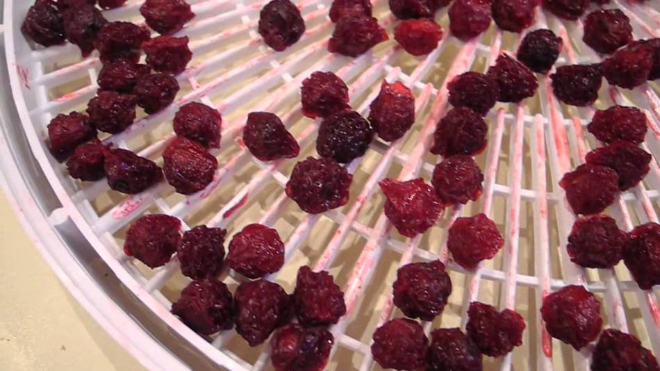 Dried cherry with a bone on a net of electric dryer