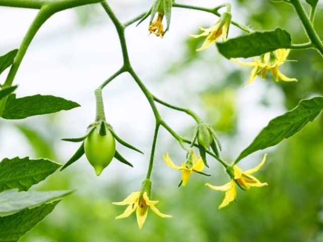 Los tomates florecen, pero no están atados en un invernadero y un terreno abierto: ¿qué hacer? Por qué después de florar tomate no hay ovario: razones