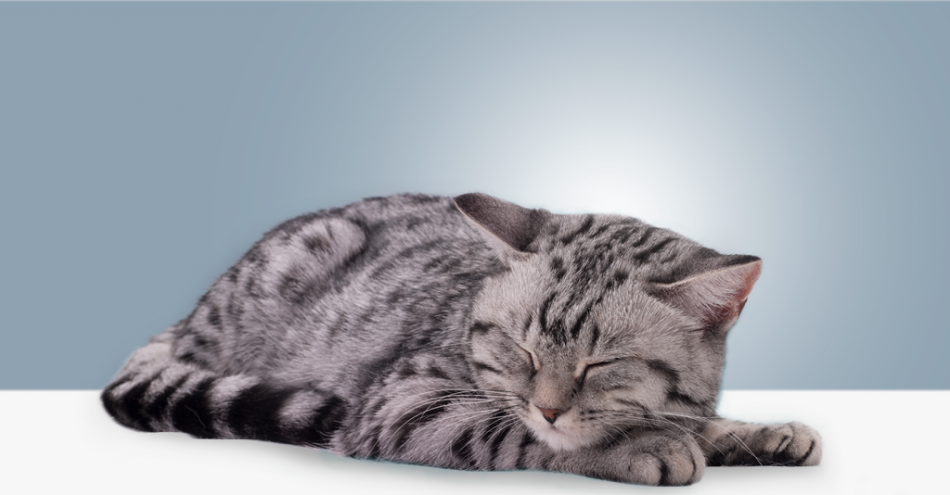 Miért másznak a macskák az ágyba egy emberbe, emberekkel alszanak?