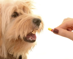 Les meilleures préparations contre les parasites pour les chiens: une liste avec des noms, la composition, l'action, l'application