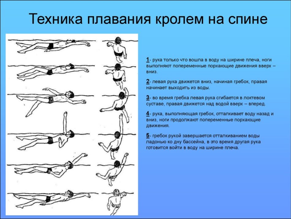 Кроль на груди презентация