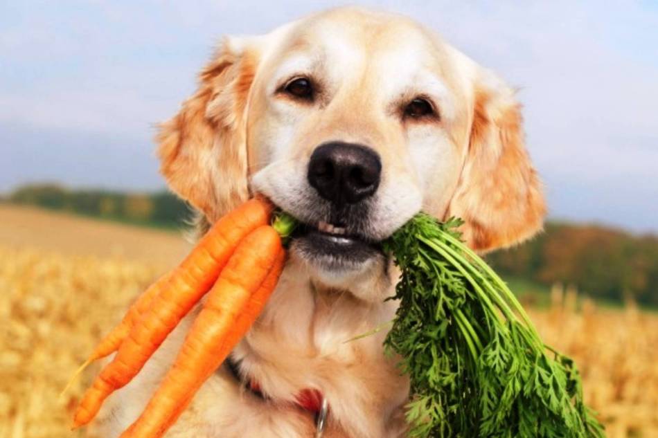 Чтобы у собаки выпрямились лапы необходимо обеспечить ей сбалансированное питание