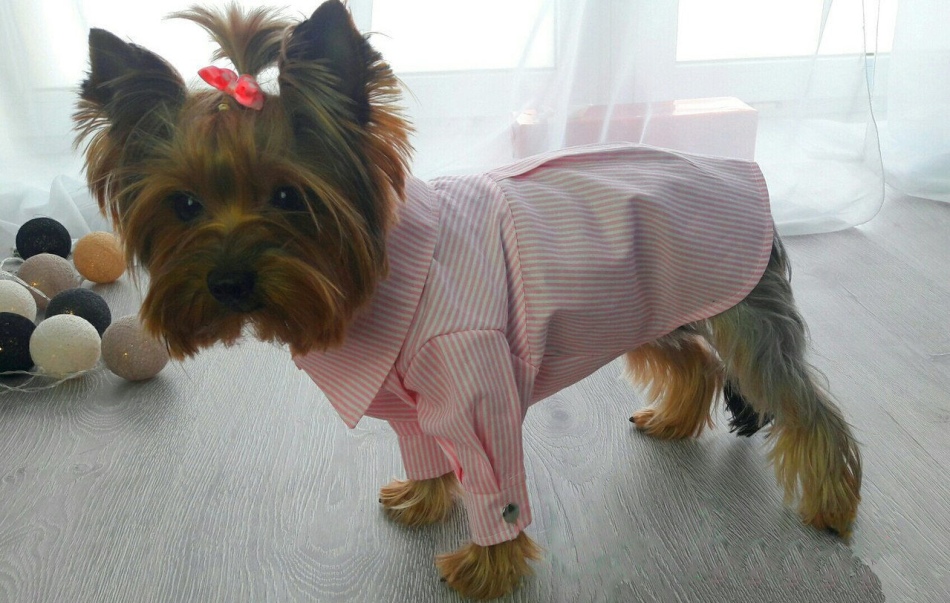 Camisas a la cara de los perros de ambos sexos