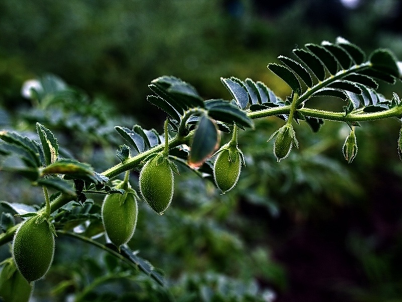 Chickpeas - bean plant