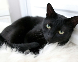 Kucing hitam, apa yang dibawa ke rumah? Tanda -tanda tentang kucing hitam di rumah. Apakah mungkin memulai kucing hitam?