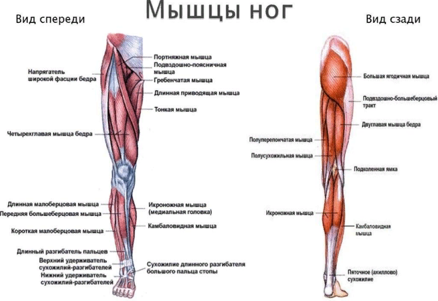 Название стр. Мышцы нижней конечности анатомия строение. Мышцы пояса нижней конечности анатомия. Строение мышц ноги спереди. Название мышц ноги спереди и сзади.