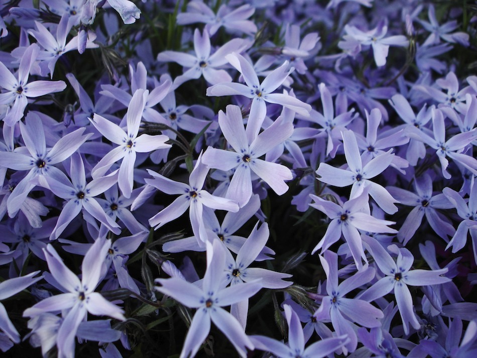 Flox schüttelte Tylaria