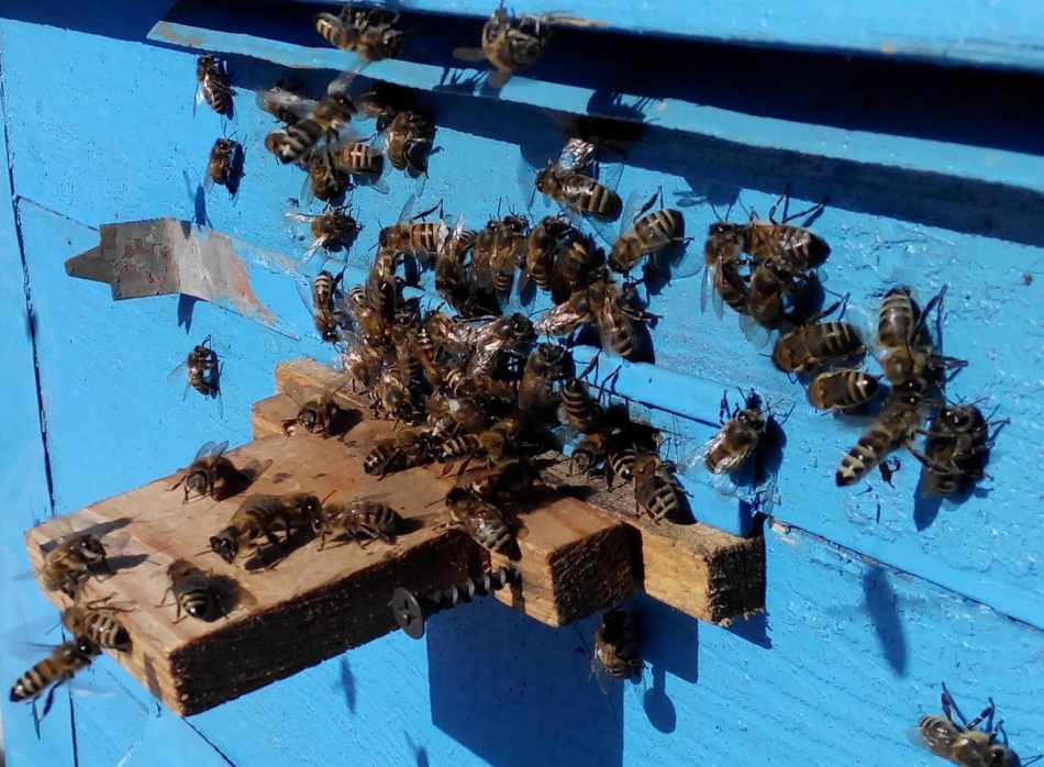 Las abejas de la mosca