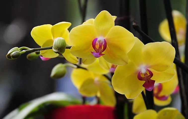 Желтая орхидея в доме