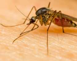 Zagotavljanje prve nujne pomoči za alergijske reakcije na ugriz žuželk z edemom, urtikarijo. Kako se izogniti grižljajem?
