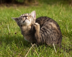 Ali lahko mačke bolhe gredo na osebo? Ali so mačje bolhe nevarne za človeka ali ne?