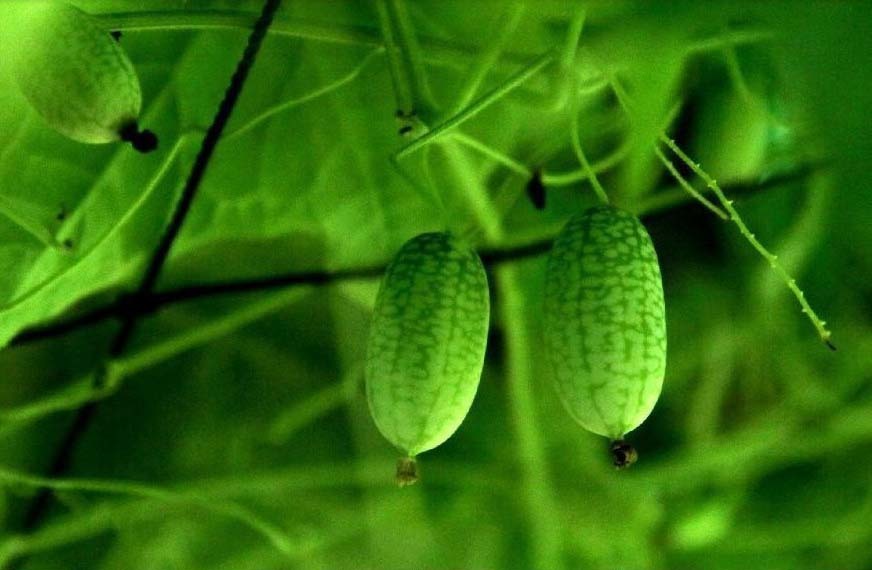 Watermelon cucumber