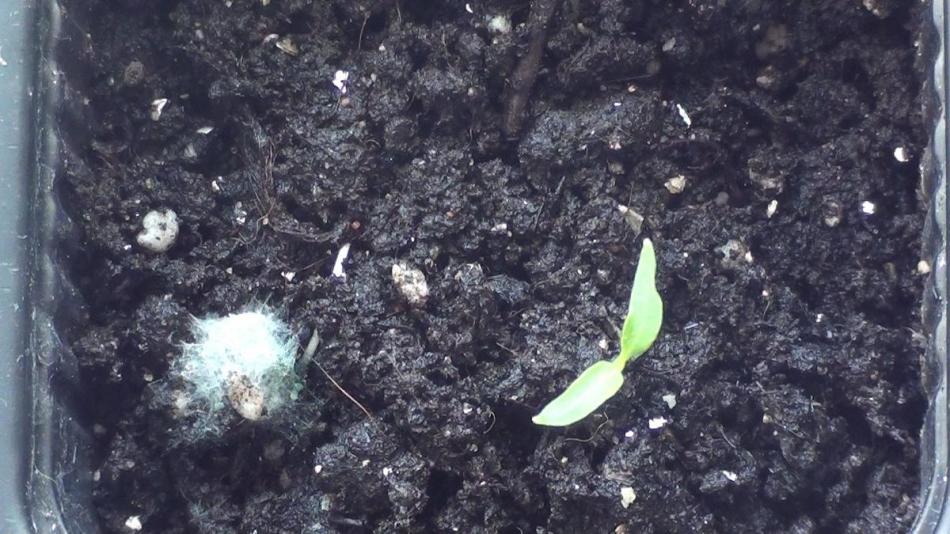 Mold on seedlings